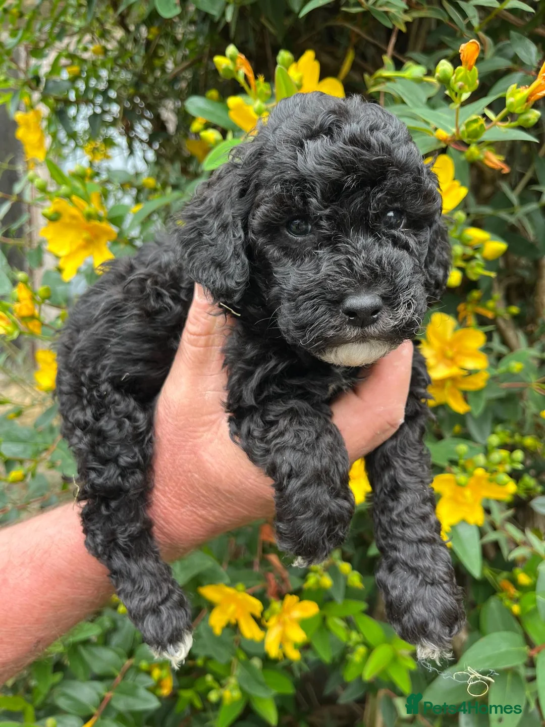 Miniature Poodle dogs for stud: KC Reg Miniature Parti Poodle - Advert 12