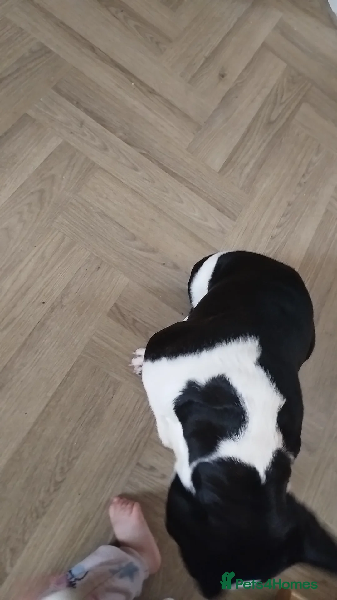 French Bulldog dogs for sale: Male french bulldog  in Pontypridd - Advert 4