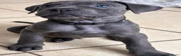 Cane Corso dogs for sale: Cane corso puppies   - Advert 4