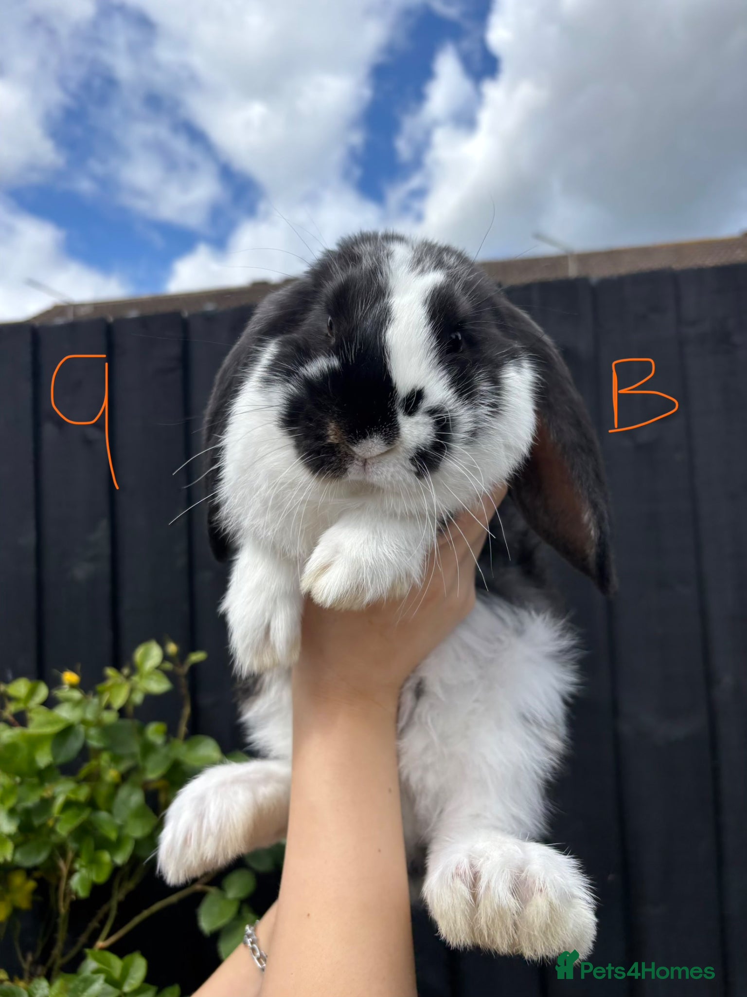 French Lop rabbits French lops ❤️  - Advert 8