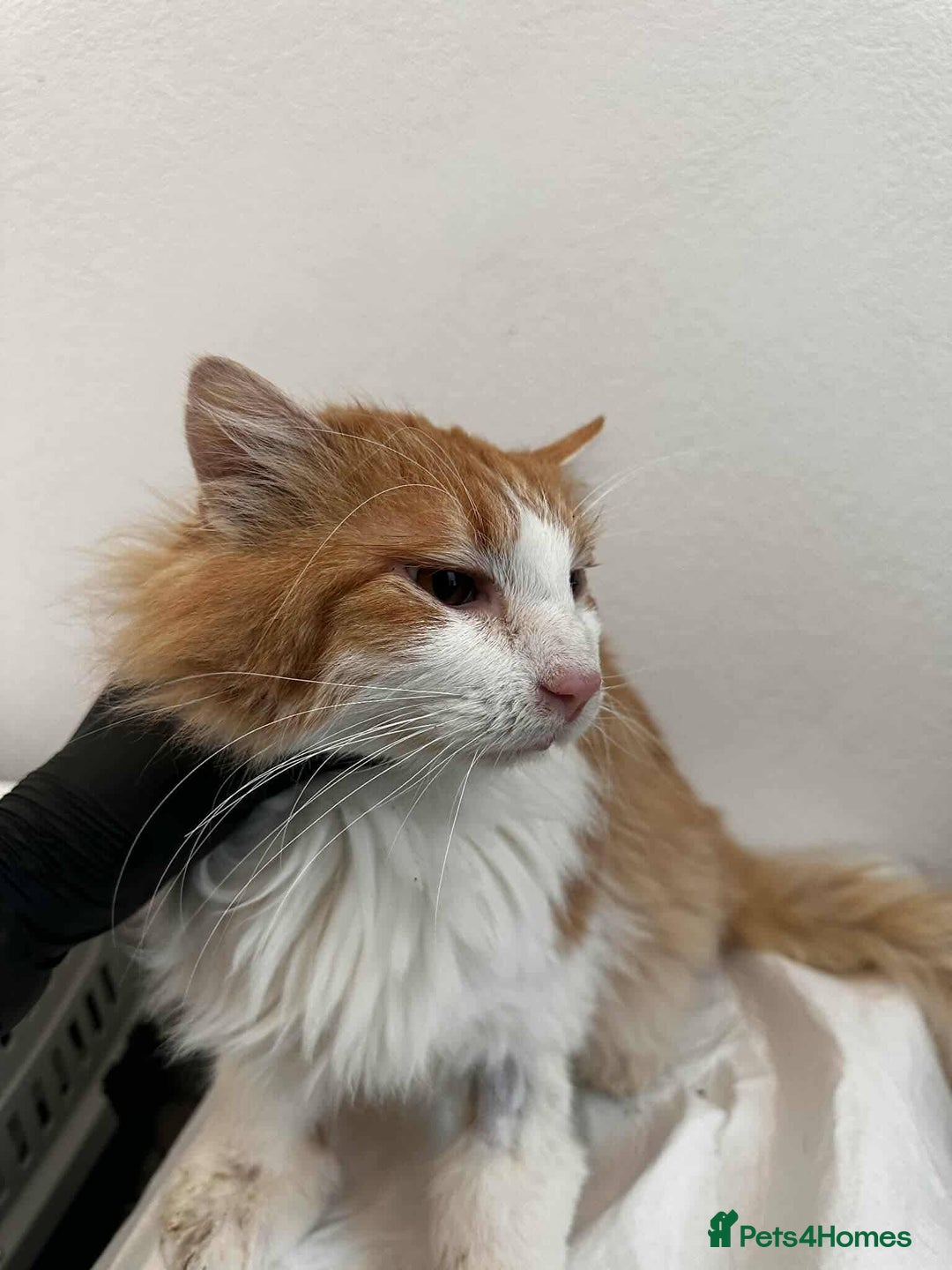 Mixed Breed cats for adoption: Jupiter for adoption - Advert 6