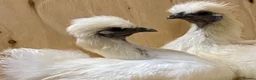 Chickens poultry for sale: Silkie  - Advert 24