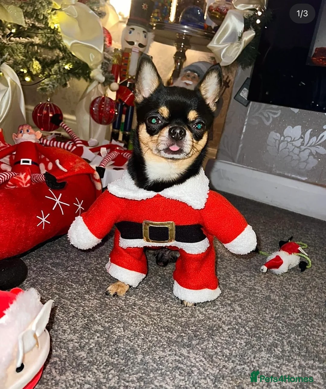 Chihuahua dogs for stud: Tri colour chi - Proven stud in Middlesbrough - Advert 9