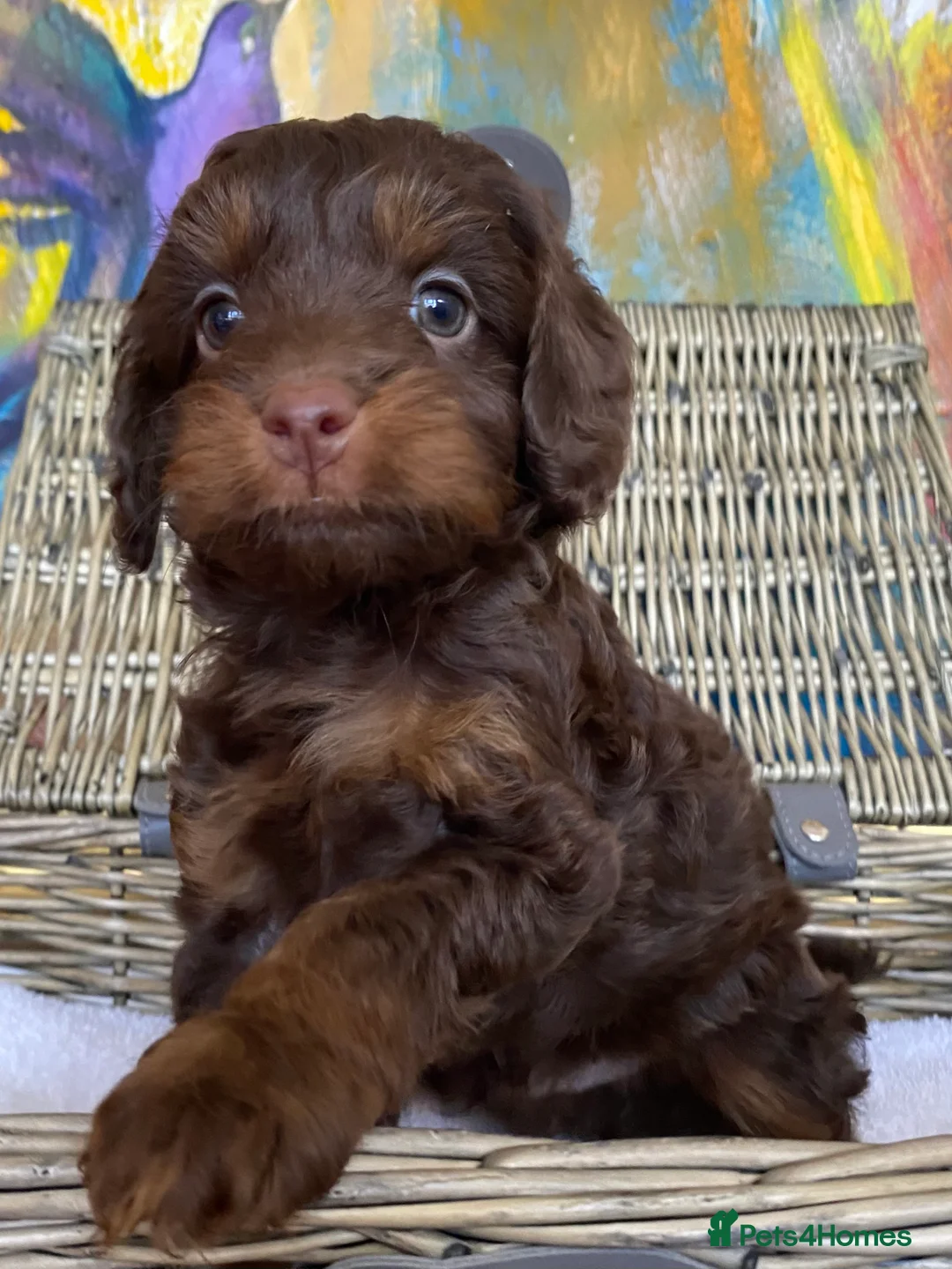 Cockapoo dogs for sale: Cockapoo puppies for sale. - Advert 15