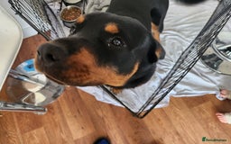 Rottweiler dogs for sale: 8 month old Rottweiler  - Image 7