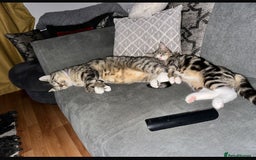 British Shorthair cats for sale: Mum and son for rehome - Image 2