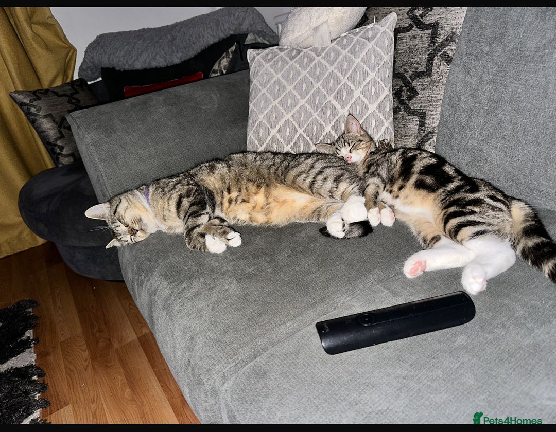 British Shorthair cats for sale: Mum and son for rehome - Image 2