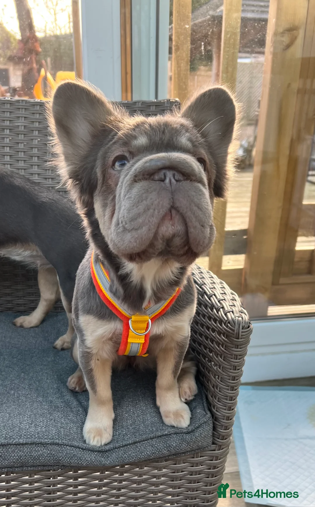 French Bulldog dogs for sale: French Bulldog  **  fluffy  in Bognor Regis - Advert 1