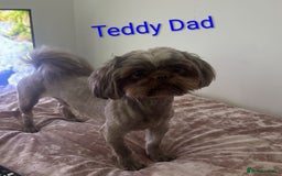 Shih Tzu dogs for sale: Stunning full pedigree miniature shih tzu puppies  - Image 11
