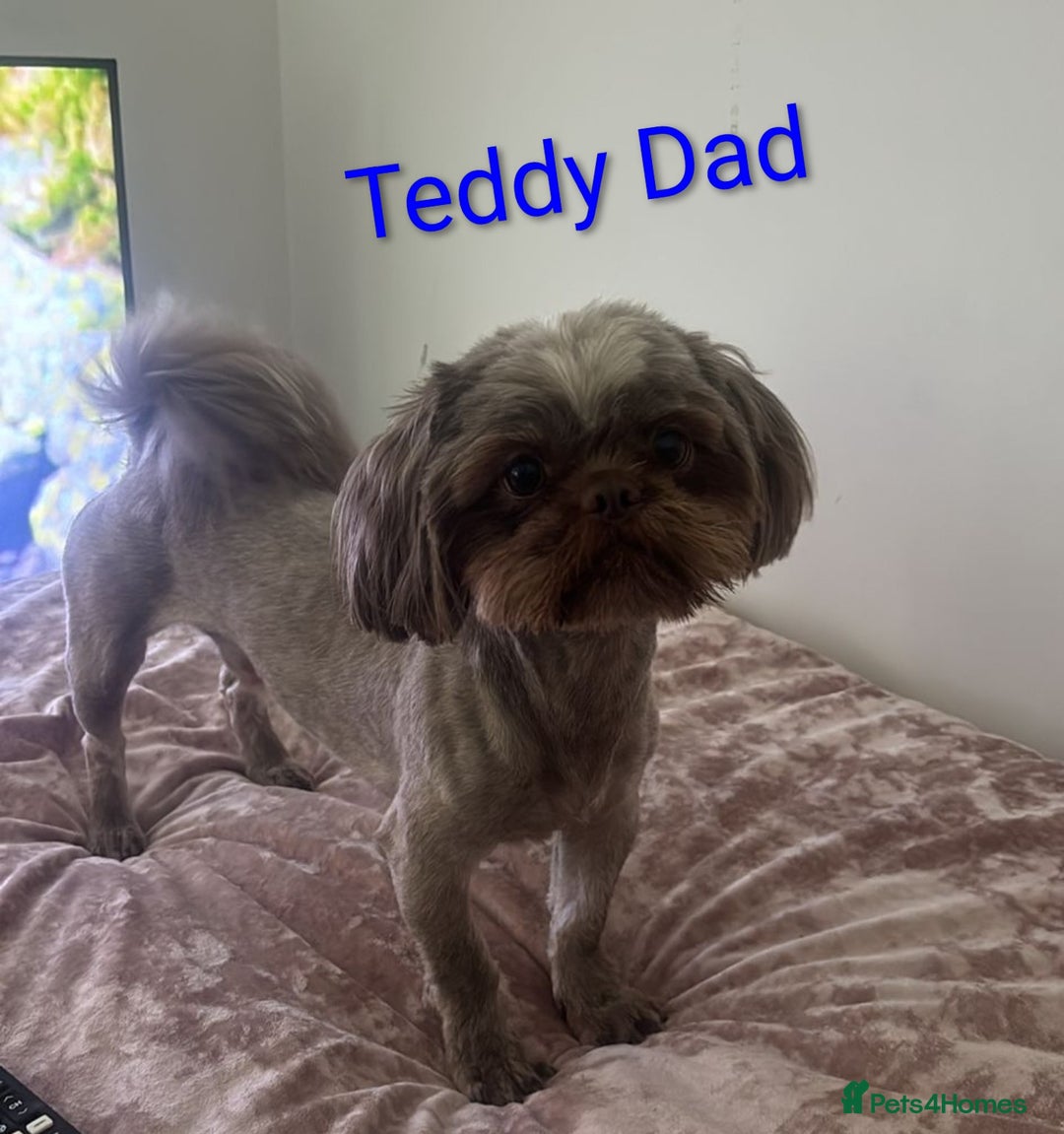 Shih Tzu dogs for sale: Stunning full pedigree miniature shih tzu puppies  - Image 11