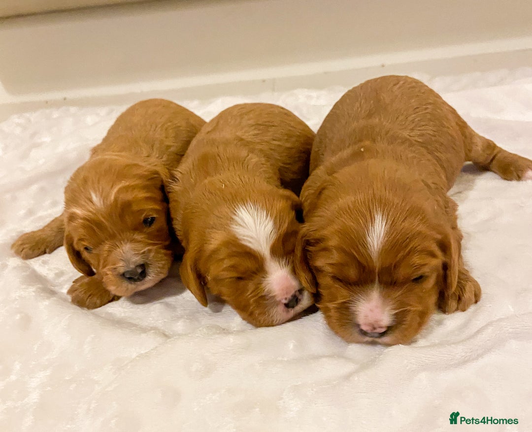 Cavapoo dogs for sale: Extensively health tested Cavapoo pups - Advert 4