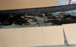 Maine Coon cats for sale: Mainecoon full pedigree kittens - Advert 9