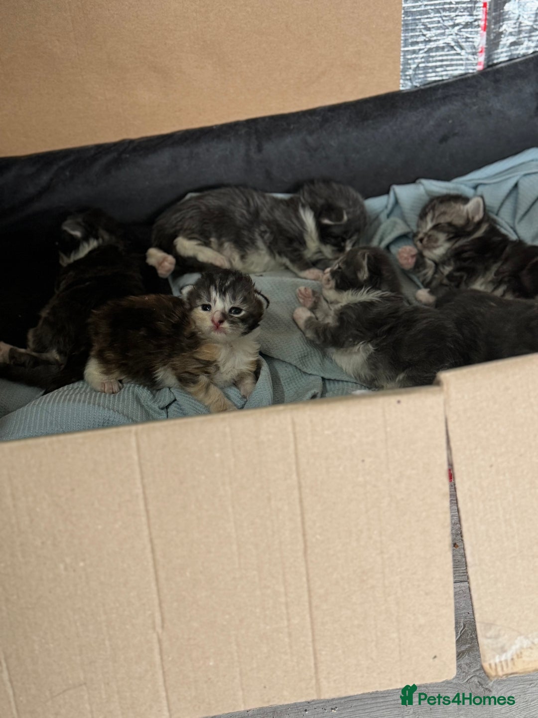 Maine Coon cats for sale: Mainecoon full pedigree kittens - Advert 9