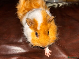 Guinea Pig rodents - Advert 22