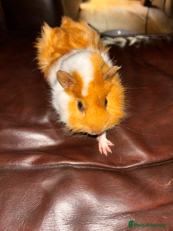 Guinea Pig rodents - Advert 1