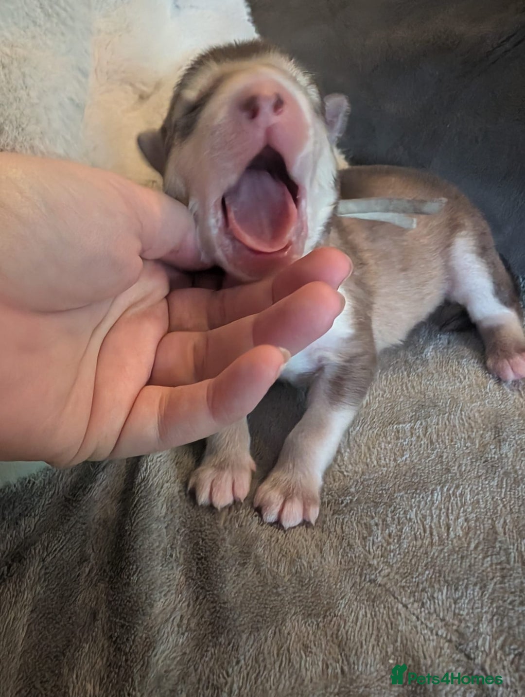 Alaskan Malamute dogs for sale: KC Alaskan malamute puppies champion lines - Image 24