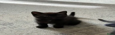 Mixed Breed 2
