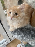 Maine Coon cats Beautiful Main Coon Kittens - Advert 2