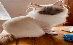 Ragcoon cats for sale: Beautiful Ginger Tabby Ragcoon kitten for sale  - Image 7