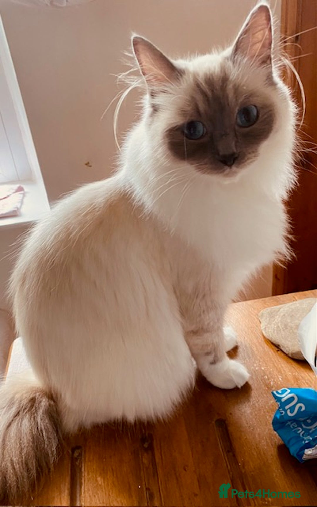 Ragcoon cats for sale: Beautiful Ginger Tabby Ragcoon kitten for sale  - Image 7