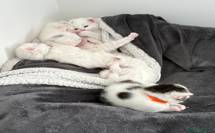 Mixed Breed cats - Advert 8