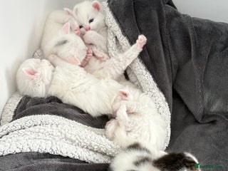 Mixed Breed cats - Advert 9