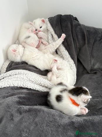 Mixed Breed cats - Advert 8