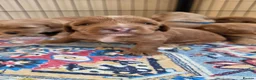 Australian Labradoodle dogs for sale: Multigeneration Australian Labradoodle  - Advert 18