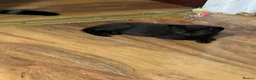 Mixed Breed cats for sale: Kitten available!  - Advert 7