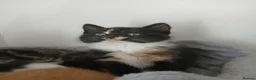 Mixed Breed cats for sale: 5 beautiful kittens for sale - Advert 10