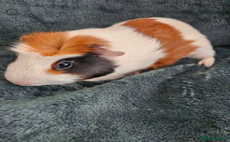 Guinea Pig rodents - Advert 10