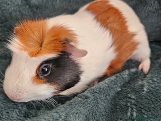 Guinea Pig rodents - Advert 2