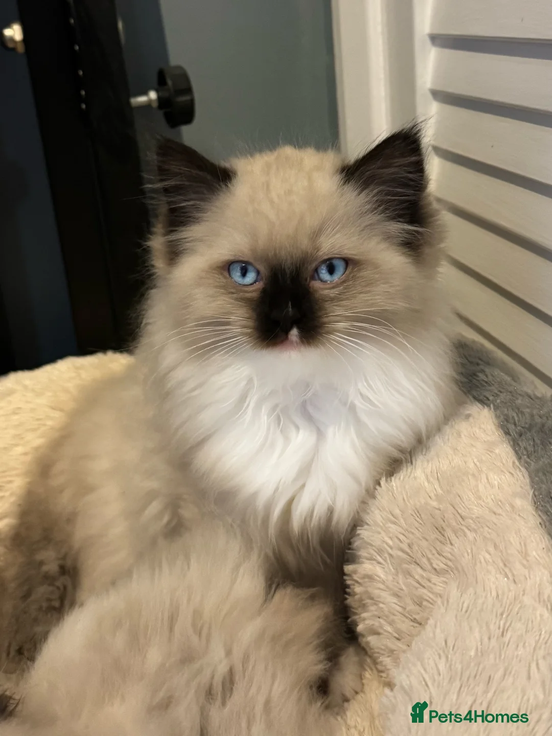 Ragdoll cats for sale: READY NOW TICA ACTIVE Kittens, European bi-colour - Advert 25