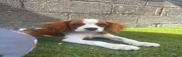 Cavalier King Charles Spaniel dogs for sale: Absolutely beautiful King Charles Cavalier puppies - Advert 3