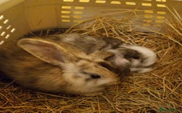 Mini Lop rabbits for sale: Bonded Lops Bunnies  - Image 5