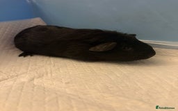 Guinea Pig rodents for sale: Skinny Pigs and Skinny Carriers - Image 11