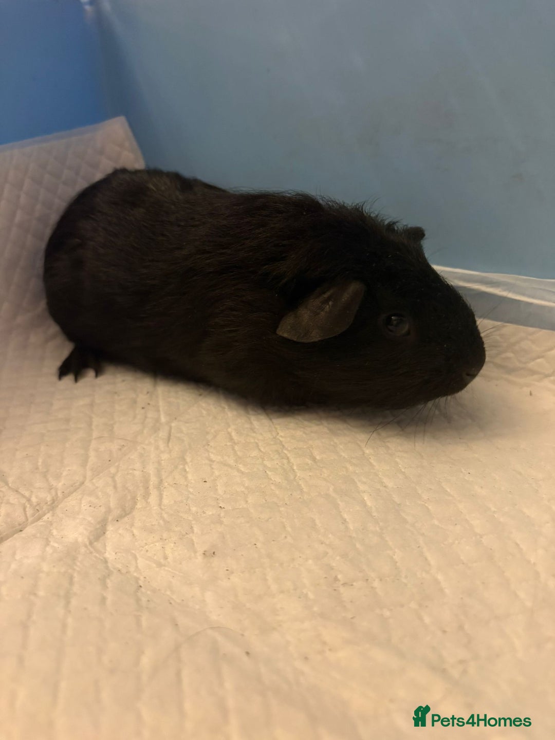 Guinea Pig rodents for sale: Skinny Pigs and Skinny Carriers - Image 11