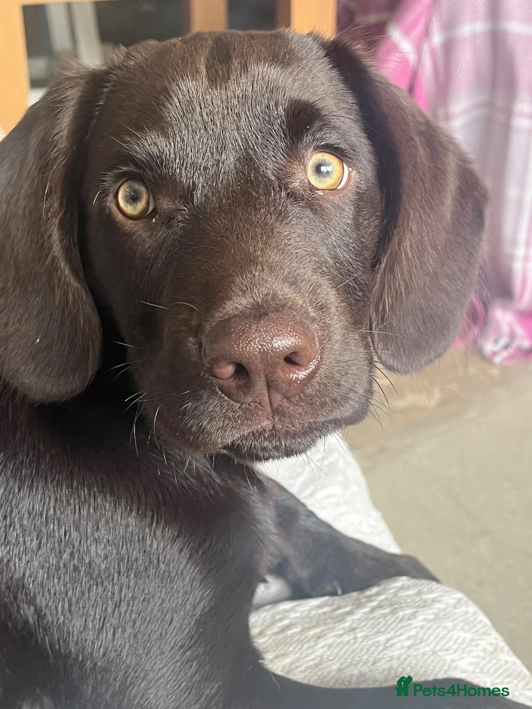 Cockerdor dogs for stud: Labrador x Cocker in Cranleigh - Advert 3