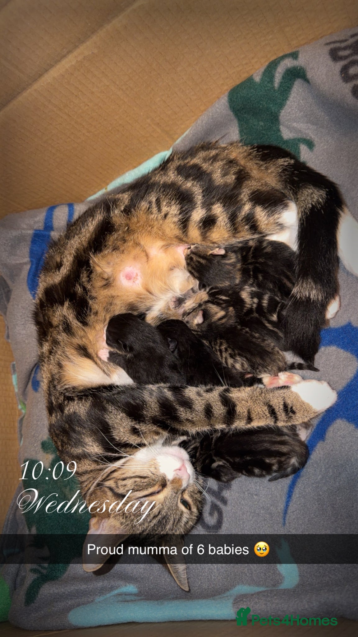 Mixed Breed cats 5 kittens  - Advert 5