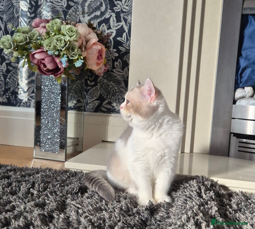 British Shorthair cats for sale: Ready now , Blue Golden and white boy  - Advert 5