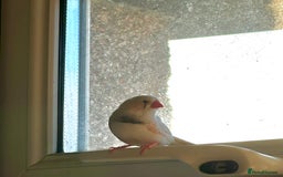 Finches birds for sale: Zebra Finches + Cage Setup - Image 3