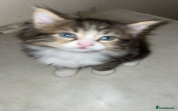 Mixed Breed cats for sale: Kittens for sale! - Image 11