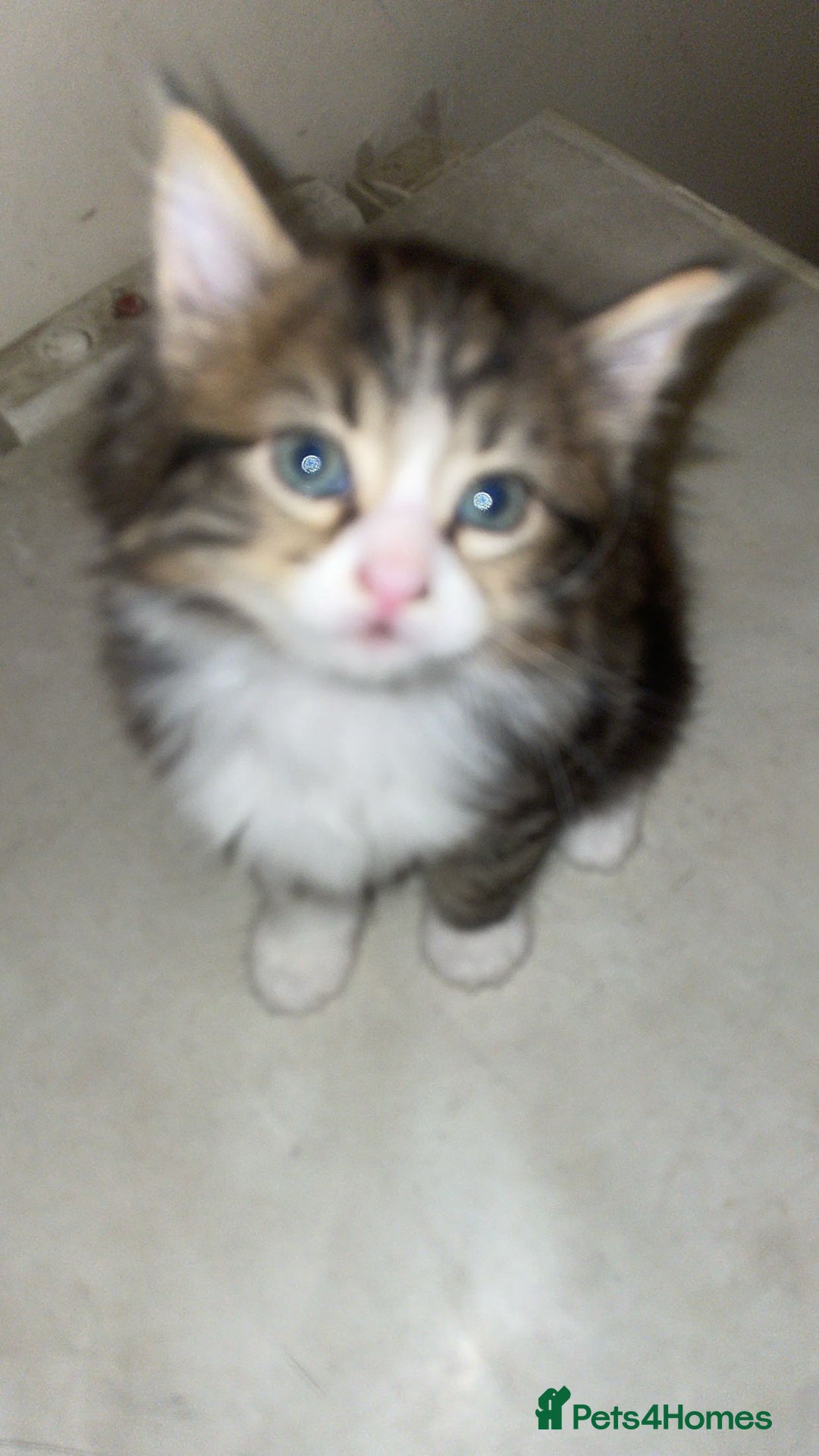 Mixed Breed cats for sale: Kittens for sale! - Image 11