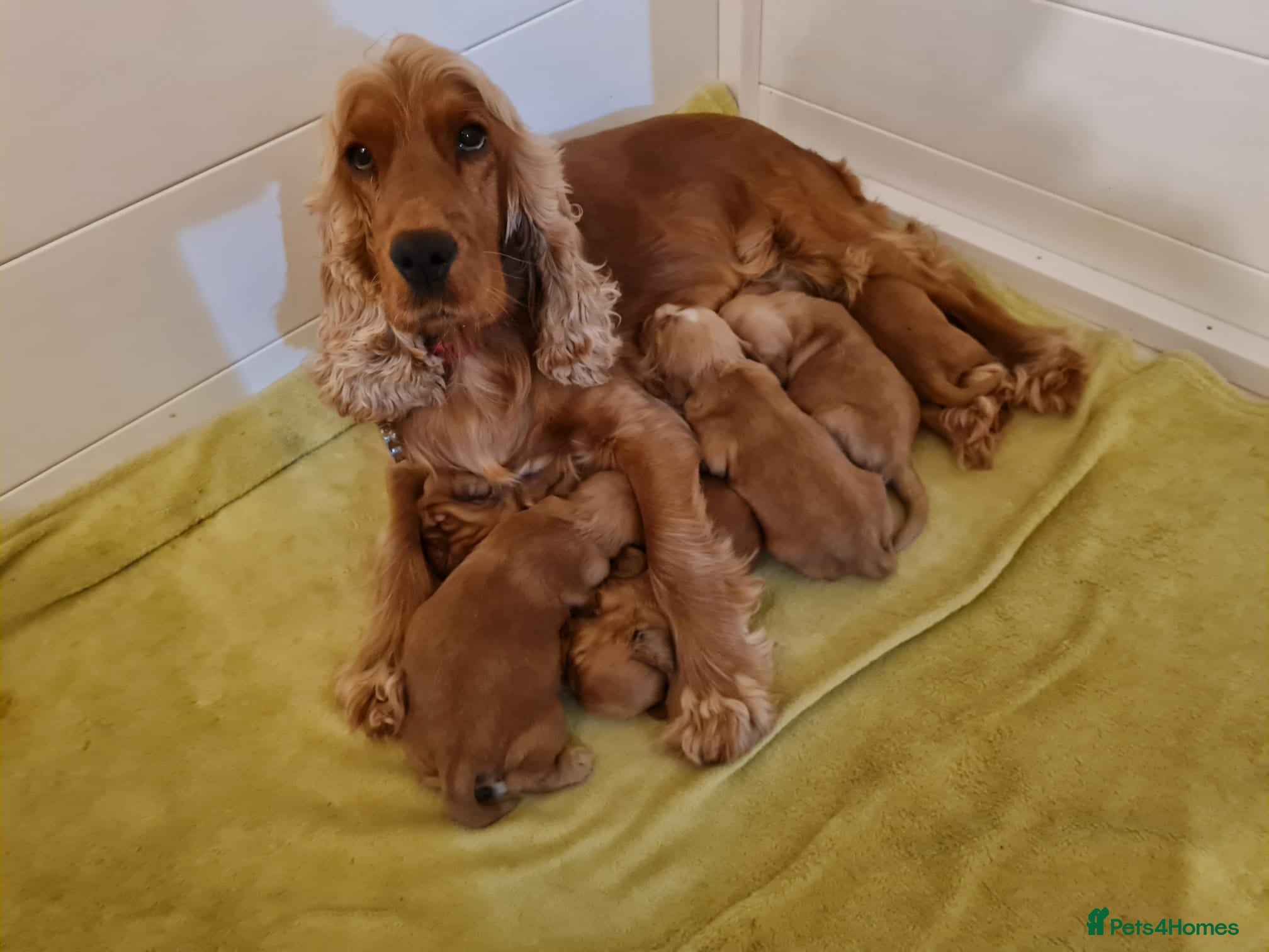 Cocker Spaniel dogs miss young - Advert 2