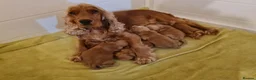Cocker Spaniel dogs for sale: miss young - Advert 2