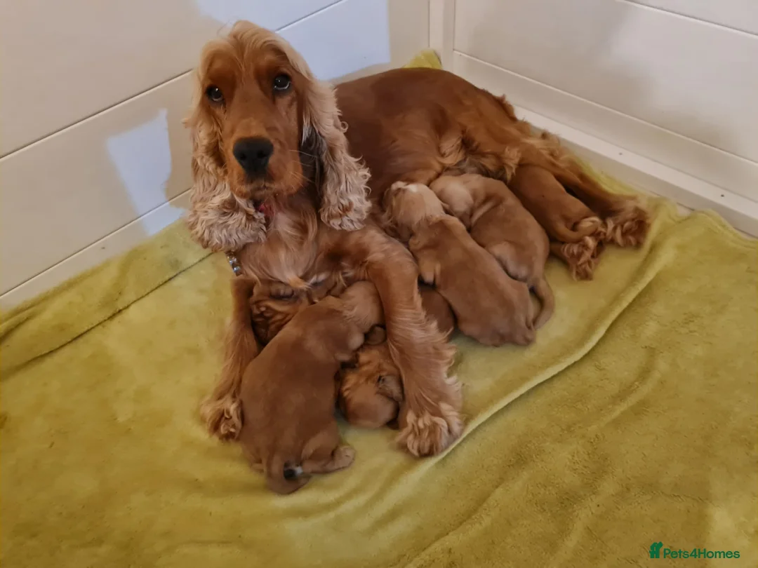 Cocker Spaniel dogs for sale: miss young - Advert 2