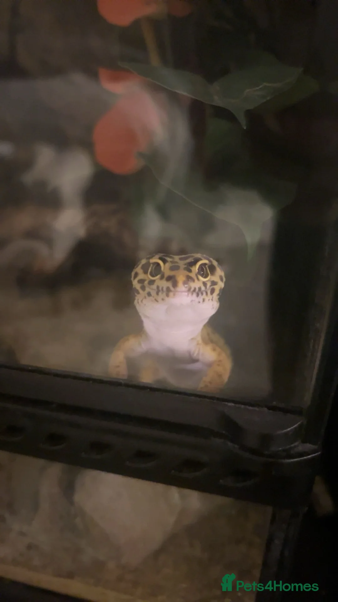 Leopard Gecko reptiles for sale: Leopard gecko for sale with full set up  - Advert 3