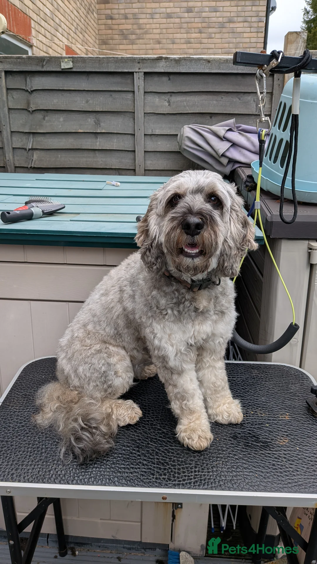 Cockapoo dogs for sale: Cockapoo pups due February  - Advert 2