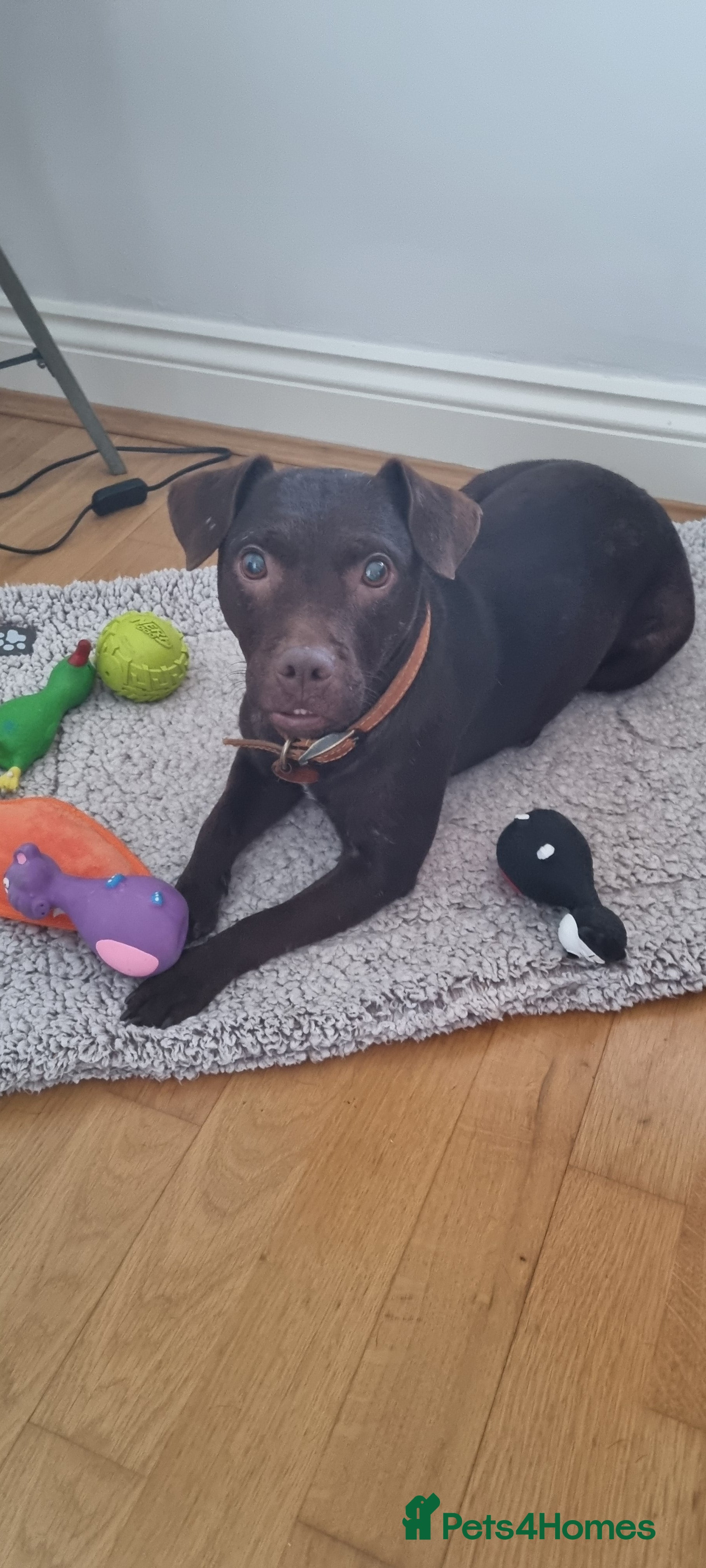 Patterdale Terrier dogs Nellie  - Advert 1