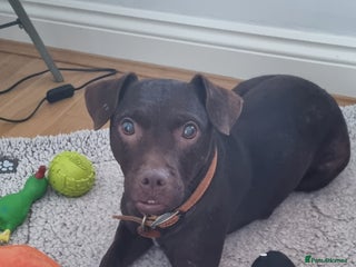 Patterdale Terrier dogs Nellie - Advert 1